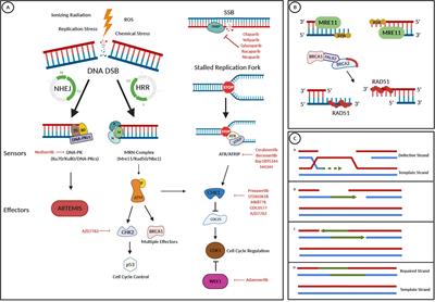 Targeting BRCA and DNA Damage Repair Genes in GI Cancers: Pathophysiology and Clinical Perspectives